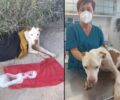 Σαλαμίνα: Πέταξε σκελετωμένο και άρρωστο σκυλί που δεν μπορούσε καν να σταθεί στα πόδια του
