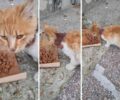 Φροντίζει γάτα που βρέθηκε στη Σταυρούπολη Θεσσαλονίκης και υπέφερε από τεράστια πληγή πέριξ του λαιμού της (βίντεο)