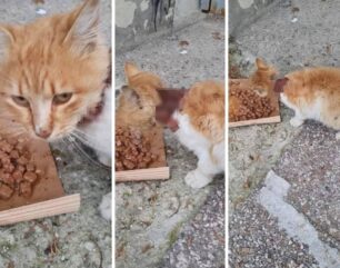 Φροντίζει γάτα που βρέθηκε στη Σταυρούπολη Θεσσαλονίκης και υπέφερε από τεράστια πληγή πέριξ του λαιμού της (βίντεο)