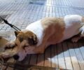 Αδέσποτος σκύλος του Δήμου Λαυρεωτικής βρέθηκε στη Θεσσαλονίκη