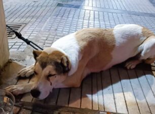 Αδέσποτος σκύλος του Δήμου Λαυρεωτικής βρέθηκε στη Θεσσαλονίκη