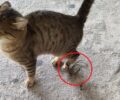 Χαϊδάρι Αττικής: Βρήκαν γάτα τραυματισμένη με θηλιά στο πόδι