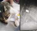 Χανιά: Έμεινε παράλυτη η γάτα που πυροβολήθηκε με αεροβόλο (βίντεο)