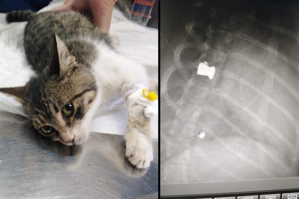 Χανιά: Έμεινε παράλυτη η γάτα που πυροβολήθηκε με αεροβόλο (βίντεο)