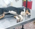 Χέρσο Κιλκίς: Ακόμα ένας σκύλος δολοφονήθηκε με φόλα (βίντεο)