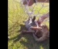 Ξηροκάμπι Λακωνίας: Έσωσαν αλεπού που παγιδεύτηκε σε δίχτυ γηπέδου (βίντεο)