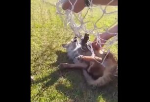 Ξηροκάμπι Λακωνίας: Έσωσαν αλεπού που παγιδεύτηκε σε δίχτυ γηπέδου (βίντεο)