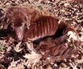Αγία Κυριακή Πέλλας: Αναζητούν σκελετωμένο ετοιμοθάνατο σκύλο