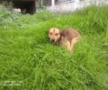 Αμαλιάδα Ηλείας: Έσωσε σκύλο που περιφερόταν με συρμάτινη θηλιά στον λαιμό του (βίντεο)
