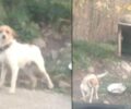 Ηράκλειο Κρήτης: Εξαφάνισε τον σκύλο που κακοποιούσε συστηματικά κοντά στο χωριό Άνω Ασίτες (βίντεο)