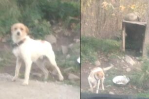 Ηράκλειο Κρήτης: Εξαφάνισε τον σκύλο που κακοποιούσε συστηματικά κοντά στο χωριό Άνω Ασίτες (βίντεο)