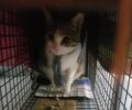 Αθήνα: Κακοποίησε γάτα στα Εξάρχεια δένοντας στον λαιμό της θηλιά από φανέλα