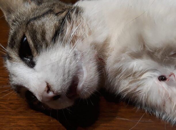 Αχαρνές Αττικής: Ακόμα μια δολοφονία γάτας με αεροβόλο