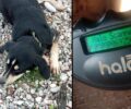 Καταγγέλλουν πως ο Δήμος Αγρινίου πέταξε στον δρόμο σκύλο ενώ ήταν ακόμα ναρκωμένος μετά από στείρωση (βίντεο)