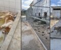 Καταγγέλλουν την κακοποίηση των έγκλειστων σκυλιών στο Δημοτικό Κυνοκομείο Ηγουμενίτσας