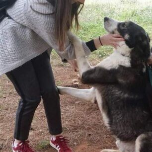 EdessaKallitheaSkylosAprilios2018 3