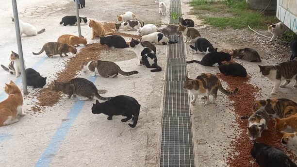 Τι θα κάνει ο Δήμος Αθηναίων για τις εκατοντάδες γάτες στον Ελαιώνα; (Βίντεο)