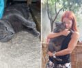 Περιστέρι Αττικής: Χάθηκε γκρι στειρωμένη αρσενική γάτα
