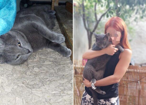 Περιστέρι Αττικής: Χάθηκε γκρι στειρωμένη αρσενική γάτα