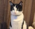 Χάθηκε ασπρόμαυρη θηλυκή στειρωμένη γάτα στο Ηράκλειο Αττικής
