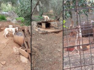 Πλατάνι Χανίων: Βρήκαν 5 βαρελόσκυλα να ζουν σε άθλιες συνθήκες - Συνελήφθη ο ιδιοκτήτης τους
