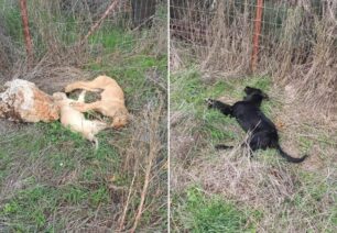 Καλύβια Φθιώτιδας: Με φόλες σκότωσε τρία αδέσποτα σκυλιά