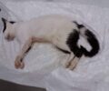 Καστρί Αρκαδίας: Πυροβόλησε γάτα με αεροβόλο και την άφησε παράλυτη στα πίσω πόδια