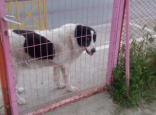 Ακόμα ένα αδέσποτο σκυλί νεκρό από φόλα στην Κατερίνη Πιερίας (βίντεο)