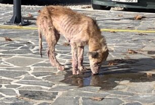 Κάτω Μάρμαρα Ιωαννίνων: Έκκληση για σκελετωμένο και άρρωστο σκύλο