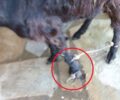 Κέα: Βρήκε κατσίκα με διαλυμένο πόδι και δεμένα με παστούρα τα άκρα της