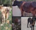 Κεχριάνικα Λακωνίας: Σκελετωμένες αγελάδες και αδέσποτα σκυλιά υποφέρουν από πείνα