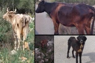 Κεχριάνικα Λακωνίας: Σκελετωμένες αγελάδες και αδέσποτα σκυλιά υποφέρουν από πείνα