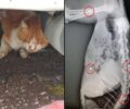 Κορυδαλλός Αττικής: Βασάνισε μέχρι θανάτου γάτα πυροβολώντας την με αεροβόλο πολλές φορές στην σπονδυλική στήλη