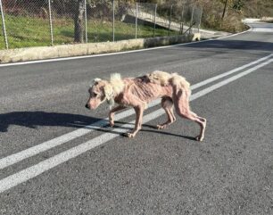 Έκκληση για άρρωστα σκελετωμένα και πεινασμένα αδέσποτα σκυλιά στον Δήμο Μετεώρων στα χωριά Παναγιά, Κορυδαλλός, Πεύκη