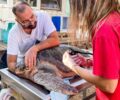 Ελεύθερη μετά από 3 χρόνια περίθαλψης θαλάσσια χελώνα που βρέθηκε χτυπημένη στο κεφάλι στη Λακωνία (βίντεο)