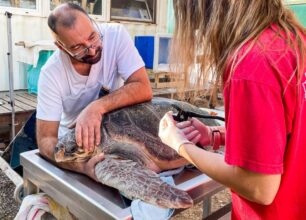 Ελεύθερη μετά από 3 χρόνια περίθαλψης θαλάσσια χελώνα που βρέθηκε χτυπημένη στο κεφάλι στη Λακωνία (βίντεο)