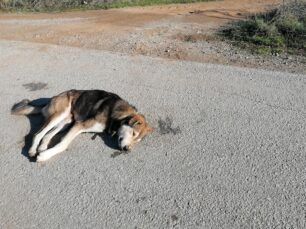 Αναζητούν αυτούς που δολοφονούν ζώα με φόλες στο Λεοντάρι Καρδίτσας