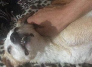 Λέσβος: Έριξε φόλες και δηλητηρίασε σκύλο και περιστέρια στη Χρυσομαλλούσα