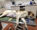 Μουζάκι Καρδίτσας: 4 σκυλιά και γάτες δολοφονημένα με φόλες – Η μια σκυλίτσα μόλις είχε γεννήσει