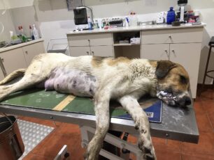 Μουζάκι Καρδίτσας: 4 σκυλιά και γάτες δολοφονημένα με φόλες – Η μια σκυλίτσα μόλις είχε γεννήσει