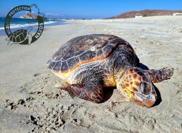 Νάξος: Θαλάσσια χελώνα νεκρή χτυπημένη στο κεφάλι με αιχμηρό αντικείμενο
