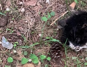 Νέα Ιωνία Αττικής: Κομμένο κεφάλι γάτας βρέθηκε σε παιδική χαρά στο πάρκο Αλσούπολης (βίντεο)