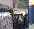 Νέος Σκοπός Σερρών: Έριξε φόλες και δολοφόνησε σκυλιά και γάτα