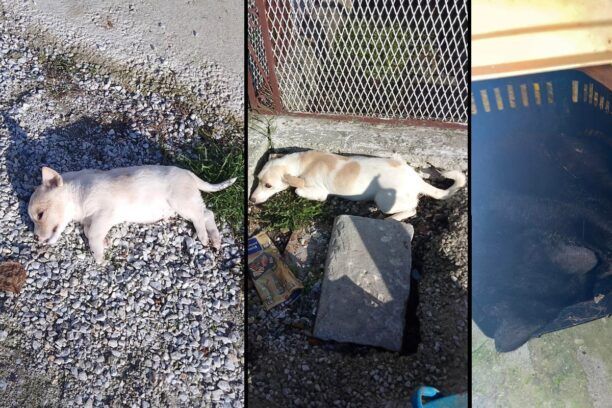 Νέος Σκοπός Σερρών: Έριξε φόλες και δολοφόνησε σκυλιά και γάτα