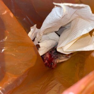 NeosSkoposSerronDilitiriasmenaSkyliaFoles24 12 2022 1