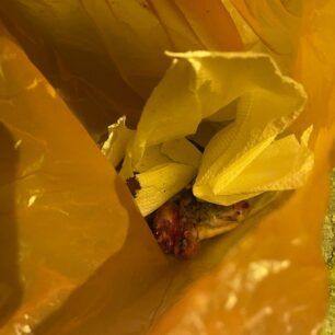 NeosSkoposSerronDilitiriasmenaSkyliaFoles24 12 2022 3