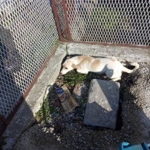 NeosSkoposSerronDilitiriasmenaSkyliaFoles24 12 2022 4