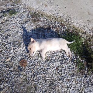 NeosSkoposSerronDilitiriasmenaSkyliaFoles24 12 2022 5