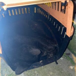 NeosSkoposSerronDilitiriasmeniGataFoles24 12 2022 1