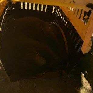 NeosSkoposSerronDilitiriasmeniGataFoles24 12 2022 2